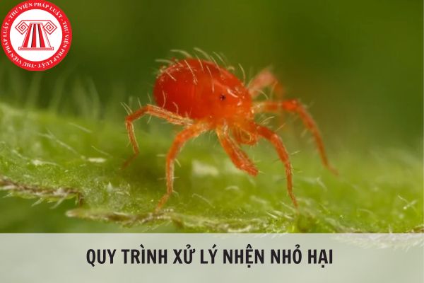 Quy trình xử lý nhện nhỏ hại trên giống cây trồng nhập khẩu trồng trong khu cách ly kiểm dịch thực vật theo Quy chuẩn kỹ thuật quốc gia QCVN 01-116:2012/BNNPTNT?