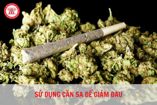 Sử dụng cần sa để giảm đau có vi phạm pháp luật không?