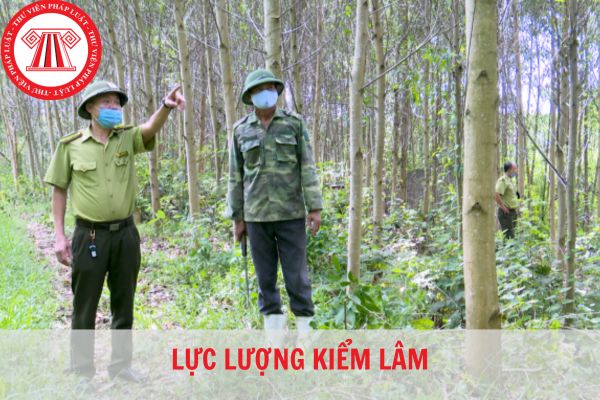 Lực lượng kiểm lâm thuộc bộ nào? Cơ cấu tổ chức của Cục Kiểm lâm quy định như thế nào?