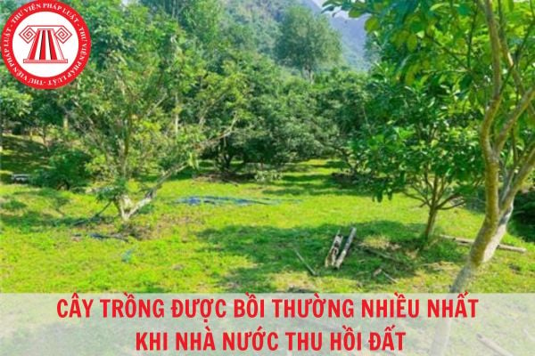 Trồng cây gì thì được bồi thường nhiều nhất khi Nhà nước thu hồi đất trong năm 2023?