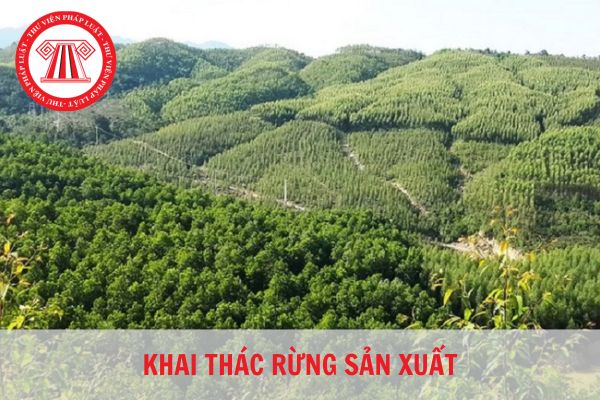 Thế nào là rừng sản xuất? Rừng sản xuất có được khai thác không?