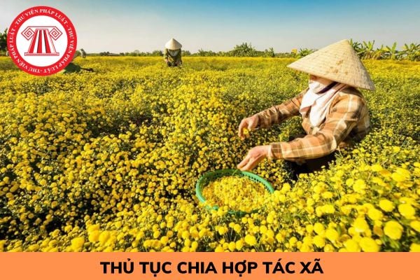 Thủ tục chia hợp tác xã được thực hiện như thế nào trong năm 2024?