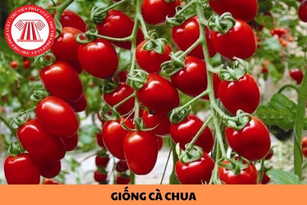 Các chỉ tiêu theo dõi và phương pháp đánh giá để xác định giá trị canh tác và sử dụng của giống cà chua mới như thế nào?