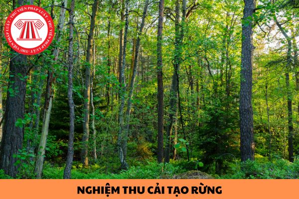 Thời điểm nghiệm thu cải tạo rừng tự nhiên được quy định như thế nào?