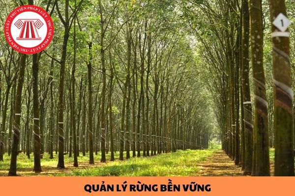 Ai được cấp chứng chỉ quản lý rừng bền vững? 