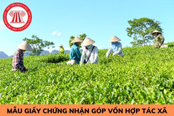 Mẫu giấy chứng nhận góp vốn hợp tác xã từ 01/7/2024?