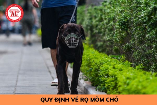 Nuôi chó không rọ mõm để chó căn người có bị truy cứu trách nhiệm hình sự?