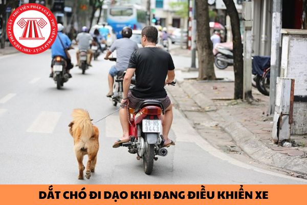 Dắt chó đi dạo khi đang điều khiển xe bị xử phạt như thế nào?