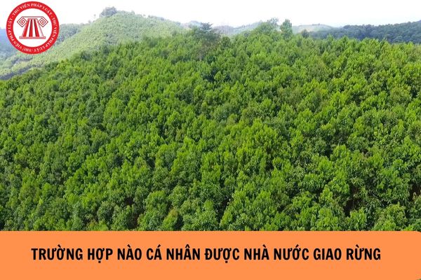 Trường hợp nào cá nhân được Nhà nước giao rừng? (Hình từ Intenet).