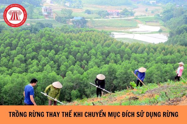 Có phải trồng rừng thay thế khi chuyển mục đích sử dụng rừng hay không?