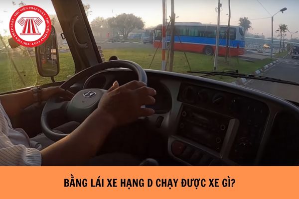 Bằng lái xe hạng D chạy được xe gì? 