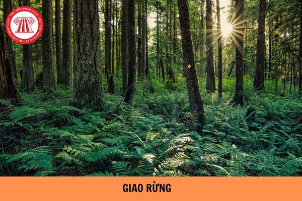 Hộ gia đình được Nhà nước giao rừng nào?