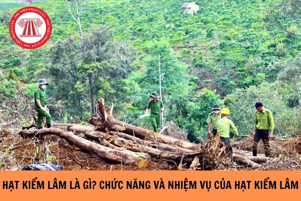 Hạt kiểm lâm là gì? Chức năng và nhiệm vụ của hạt kiểm lâm?