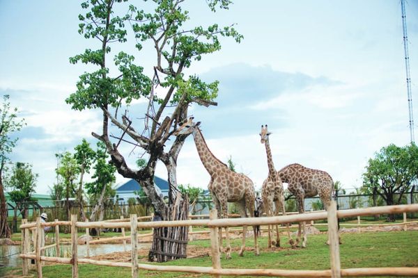 Cơ cấu tổ chức của Hiệp hội hội Vườn thú Việt Nam được quy định như thế nào?