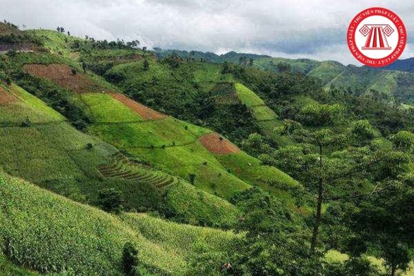 Việc quản lý, thanh toán, quyết toán tiền trồng rừng thay thế được thực hiện như thế nào?