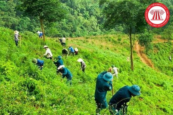 Trình tự thực hiện chủ trương trồng rừng thay thế đối với chủ dự án không tự trồng rừng thay thế như thế nào?