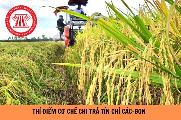 Đề xuất thí điểm cơ chế chi trả tín chỉ các bon dựa vào kết quả cho vùng chuyên canh?