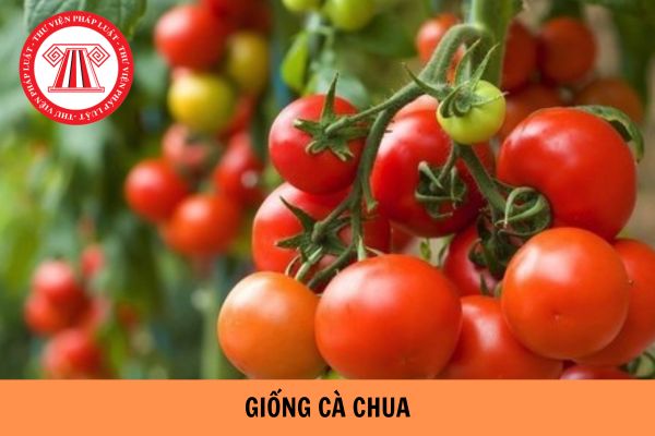 Các tính trạng đặc trưng để đánh giá tính khác biệt, tính đồng nhất và tính ổn định của giống cà chua theo QCVN 01-70:2011/BNNPTNT được quy định như thế nào?