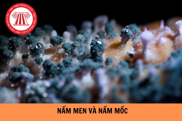 Cách tiến hành định lượng nấm men và nấm mốc sống trong các sản phẩm thực phẩm hoặc trong thức ăn chăn nuôi theo TCVN 8275-1:2010 như thế nào?