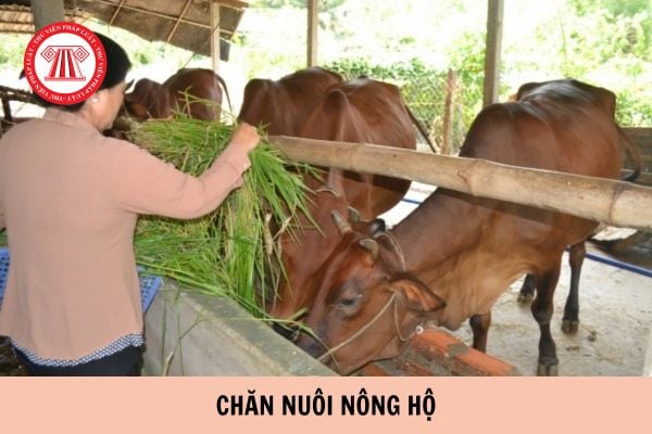 Việc xử lý chất thải trong chăn nuôi nông hộ phải đảm bảo các yêu cầu nào? Chủ chăn nuôi nông hộ không có biện pháp xử lý chất thải chăn nuôi gây ô nhiễm bị phạt bao nhiêu tiền?