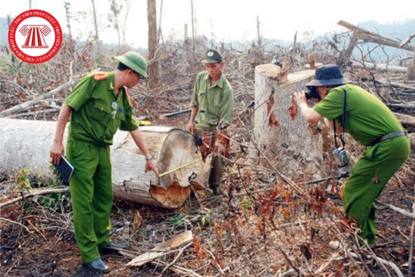 Hủy hoại rừng bị phạt tù cao nhất bao nhiêu năm? Xử phạt hành chính đối với hành vi phá hoại rừng ra sao?