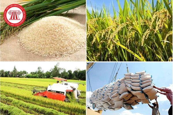 Quy định về cấp Giấy chứng nhận đủ điều kiện kinh doanh xuất khẩu gạo là gì?