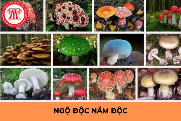 Các triệu chứng ngộ độc nấm độc cần chữa trị ngay theo hướng dẫn của Bộ Y tế?