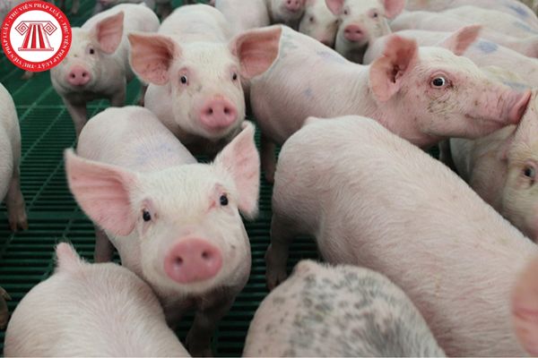 Trong phòng chống dịch bệnh động vật trên cạn thì việc phòng bệnh bắt buộc bằng vắc-xin về bệnh Dịch tả lợn thực hiện như thế nào?