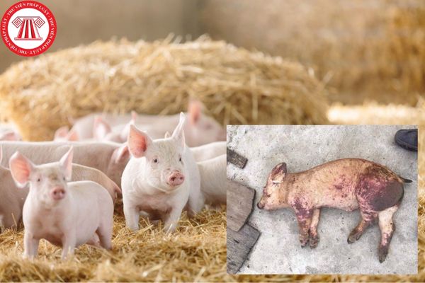 Trong phòng chống dịch bệnh động vật trên cạn thì bệnh Dịch tả lợn được hiểu như thế nào?