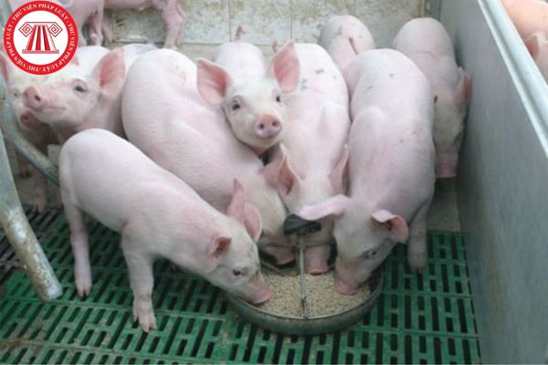 Trong phòng chống dịch bệnh động vật trên cạn bệnh Liên cầu khuẩn lợn được hiểu như thế nào?