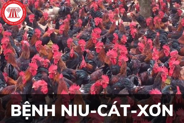 Trong phòng chống dịch bệnh động vật trên cạn thì bệnh Niu-cát-xơn được hiểu như thế nào?