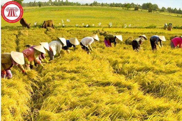 Trách nhiệm của Ủy ban nhân dân các tỉnh trong đào tạo nghề nông nghiệp cho lao động nông thôn 2022-2025?