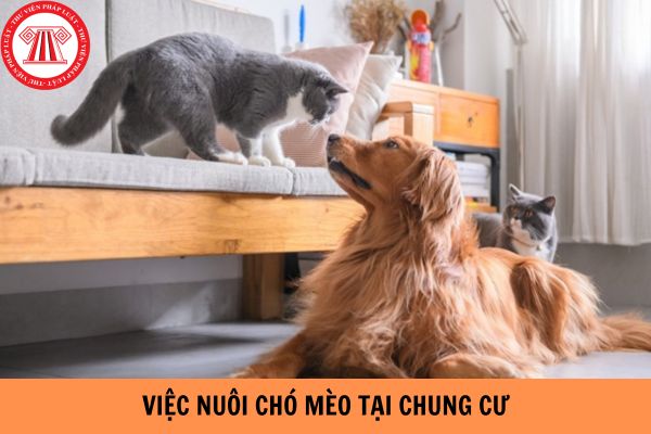 Người nuôi chó mèo nhưng thả rông trong chung cư bị phạt bao nhiêu tiền?