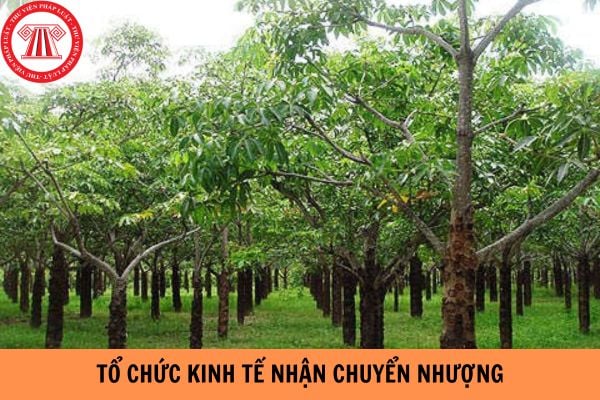 Tổ chức kinh tế có được nhận chuyển nhượng đất trồng cây lâu năm của hộ gia đình để kinh doanh phi nông nghiệp không?