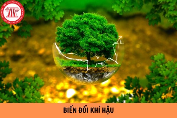 Hậu quả của hiện tượng biến đổi khí hậu toàn cầu là gì?