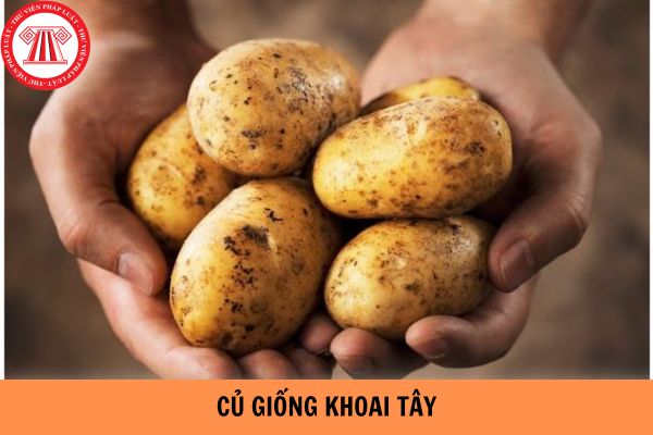 Ruộng sản xuất củ giống khoai tây phải được cách ly như thế nào theo Quy chuẩn kỹ thuật Quốc gia QCVN 01-52:2011/BNNPTNT?
