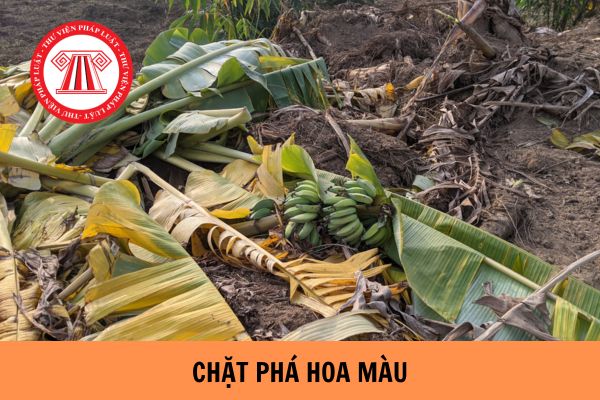 Chặt phá hoa màu trên đất trồng của người khác bị xử lý như thế nào?