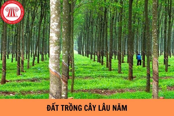 Có được xây dựng trang trại trên đất trồng cây lâu năm không?