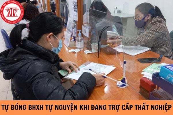 Tự đóng bảo hiểm xã hội tự nguyện trong khi hưởng trợ cấp thất nghiệp thì có bị chấm dứt hưởng trợ cấp hay không?