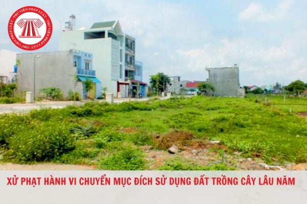 Xử phạt hành vi chuyển đất trồng lúa sang đất trồng cây lâu năm trái phép như thế nào?