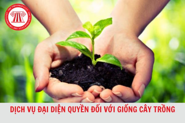 Cá nhân bị thu hồi chứng chỉ hành nghề dịch vụ đại diện quyền đối với giống cây trồng trong trường hợp nào?