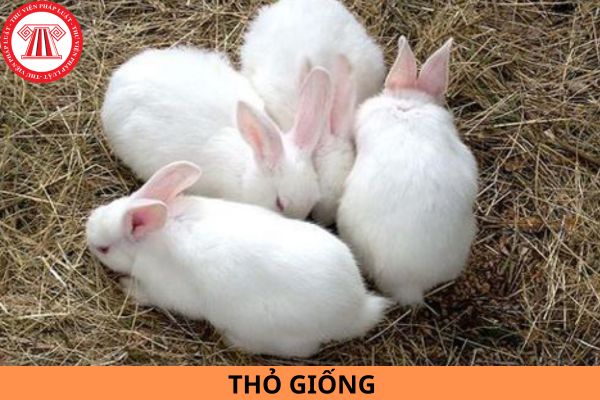 Thỏ giống có yêu cầu ngoại hình như thế nào theo Tiêu chuẩn Việt Nam TCVN 9714:2013?