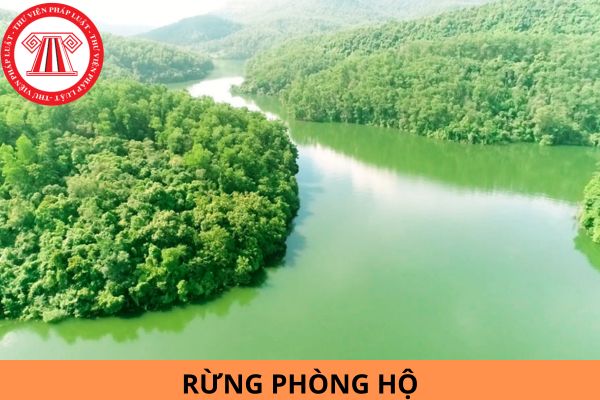 Rừng phòng hộ là gì? Rừng phòng hộ hiện nay có những loại nào?