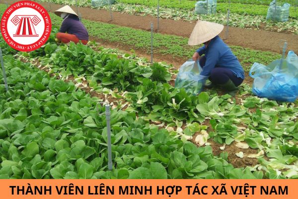 Liên minh Hợp tác xã Việt Nam có các thành viên nào? Nghĩa vụ và quyền lợi của các thành viên được quy định như thế nào?