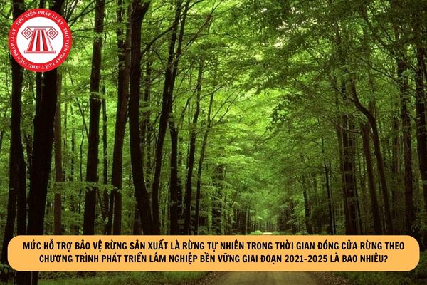 Mức hỗ trợ bảo vệ rừng sản xuất là rừng tự nhiên trong thời gian đóng cửa rừng theo Chương trình Phát triển lâm nghiệp bền vững giai đoạn 2021-2025 là bao nhiêu?