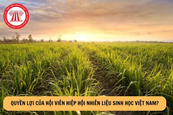 Quyền lợi của hội viên Hiệp hội Nhiên liệu sinh học Việt Nam?