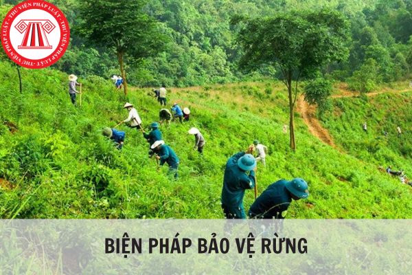 Vai trò của rừng và biện pháp bảo vệ rừng ở Việt Nam hiện nay?