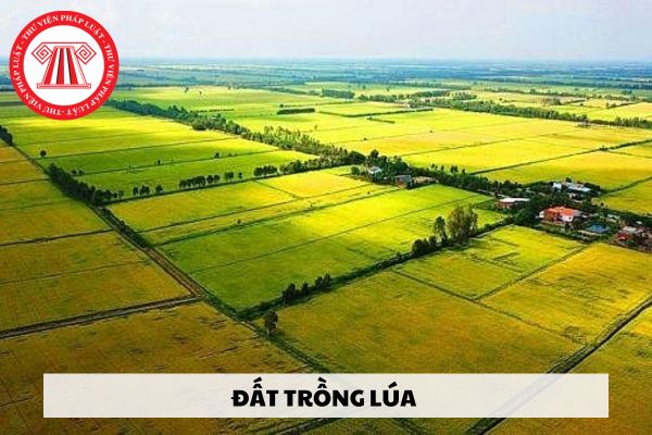 Luật Đất đai 2024: Người thuộc hàng thừa kế nhận tặng cho đất trồng lúa qua hạn mức có phải lập tổ chức kinh tế hay không?