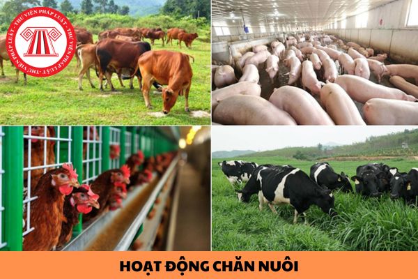 Mẫu kê khai hoạt động chăn nuôi năm 2024 áp dụng theo mẫu nào? Kinh doanh chăn nuôi trang trại thì cần đáp ứng các điều kiện gì? 