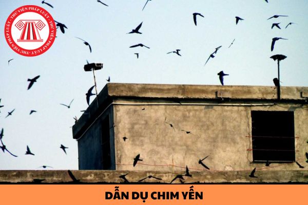 Được phát loa phóng để dẫn dụ chim yến trong khung thời gian nào?